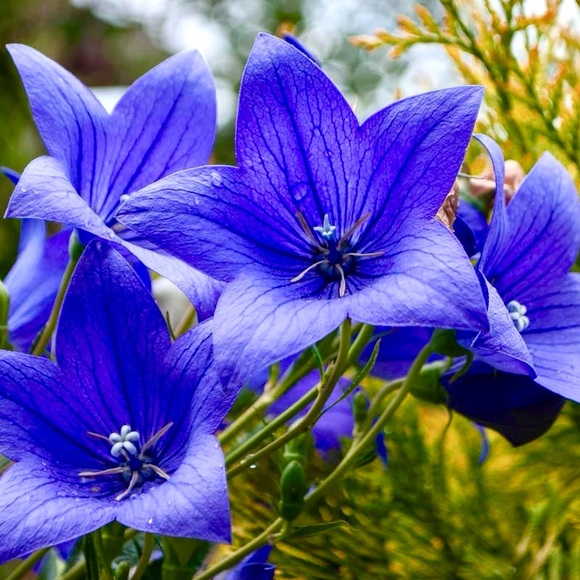 🌼🍎💛 - Picture 9 of 11